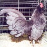 Blue Old English Game Bantam Rooster