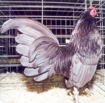 Blue Old English Game Bantam Rooster