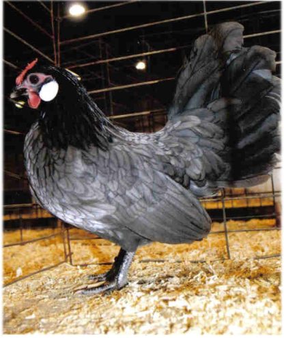 Blue Rosecomb Bantam Chicken Hen