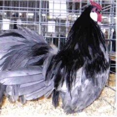 Blue Rosecomb Bantam Chicken Rooster