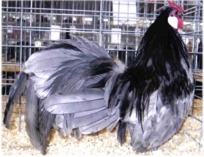 Blue Rosecomb Bantam Chicken Rooster