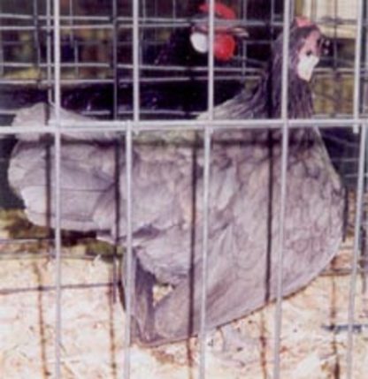 Blue Rosecomb Bantam Hen Chicken