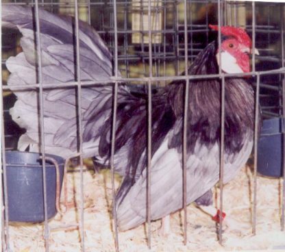 Blue Rosecomb Bantam Hen