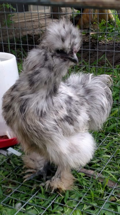 Splash Silkie Bantam