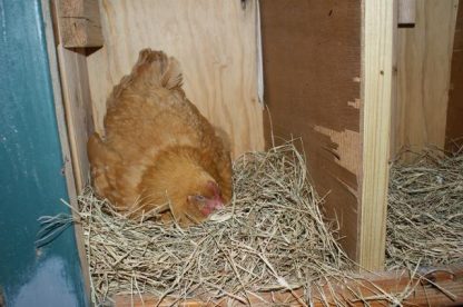 Buff Orpington chickens