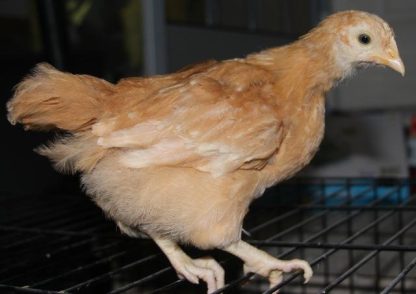 Buff Orpington chicken