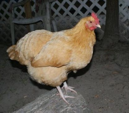 Buff Orpington chicken