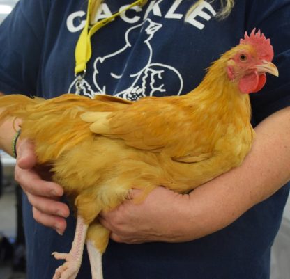 Buff Orpington Bantam