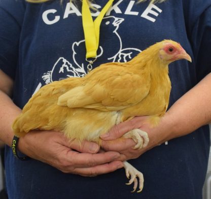 Buff Orpington Bantam