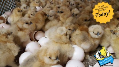 buff silkie chicks