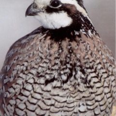 Bobwhite Quail Eggs for Sale