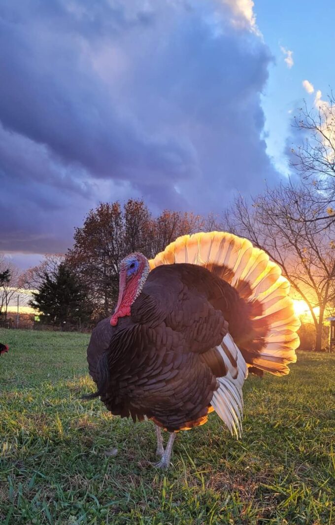 Bourbon Red Turkey - Image 46