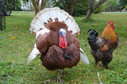 Golden Laced Cochin Chicken