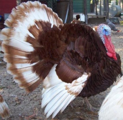 Bourbon Red Turkey