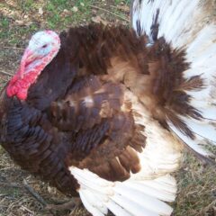 Bourbon Red Turkey