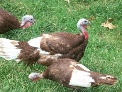 Bourbon Red Turkey