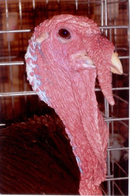 Head Shot of Bourbon Red Turkey Gobbler