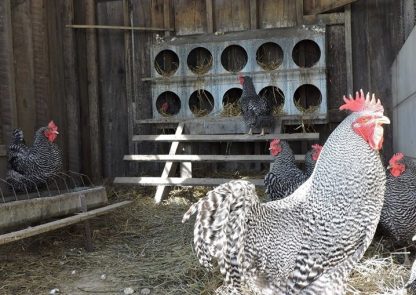 Barred Standard Plymouth Rock Chicken