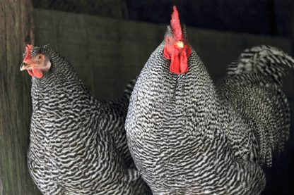 Barred Standard Plymouth Rock Chicken