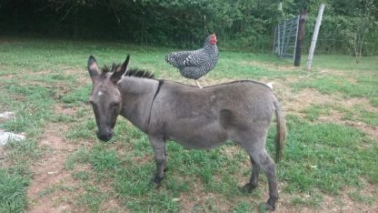 Barred Standard Plymouth Rock Chicken on a Donkey