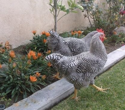 Barred Standard Plymouth Rock Chicken