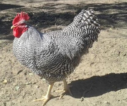 Barred Standard Plymouth Rock Chicken