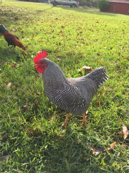 Barred Rock Bantams