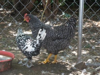 Barred Standard Plymouth Rock Chicken