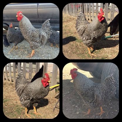 Barred Standard Plymouth Rock Chicken