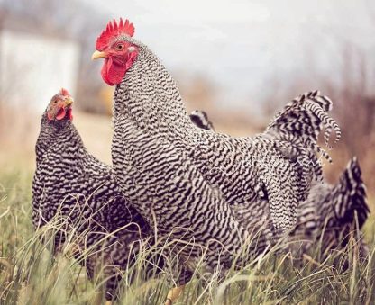 Barred Standard Plymouth Rock Chicken