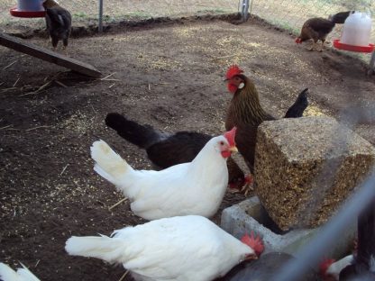 Brown Leghorn Chickens for Sale