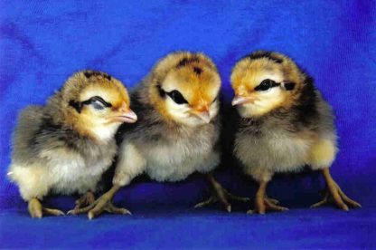 Day Old Brassy Back Old English Game Chicks