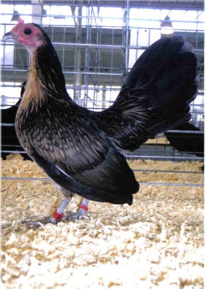 Brassy Back Old English Game Bantam Chicken Hen