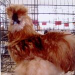 Bearded Buff Silkie Bantam Rooster