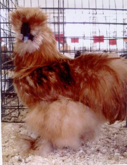 Bearded Buff Silkie Bantam Rooster