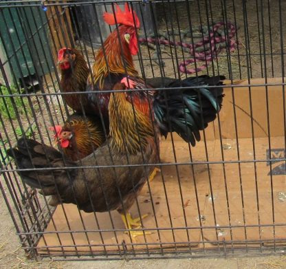 Brown Leghorn Chickens