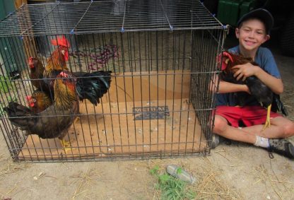 Brown Leghorn Chicken and boy