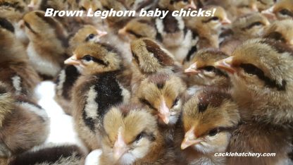 Brown Leghorn Chicks for Sale