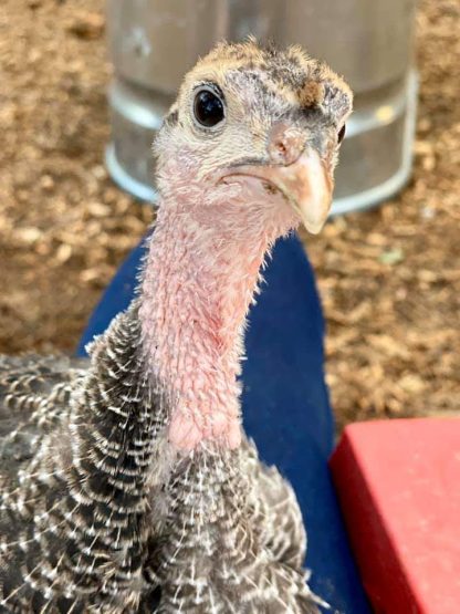 Broad Breasted Bronze Turkey