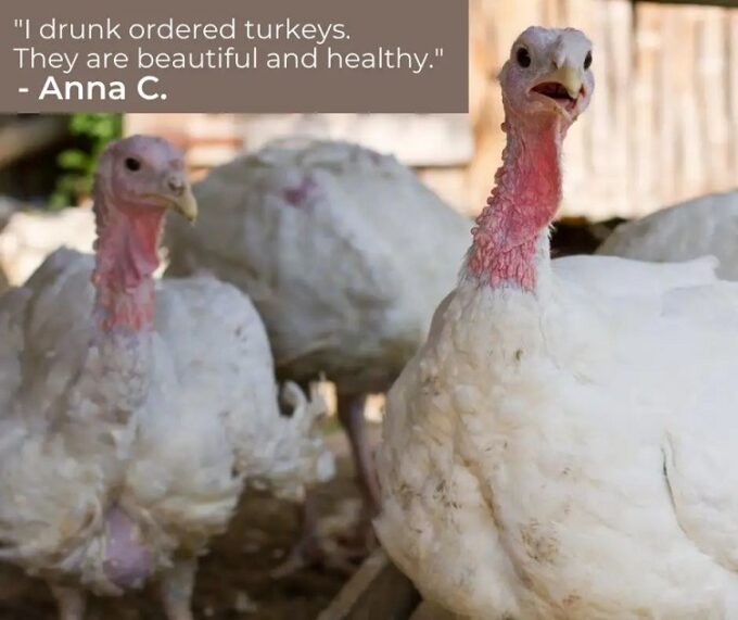 Broad Breasted White Turkey - Image 60