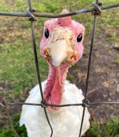 Broad Breasted White Turkey