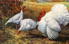 White Broad Breasted Turkeys Art Print by Watts Publishing Co.