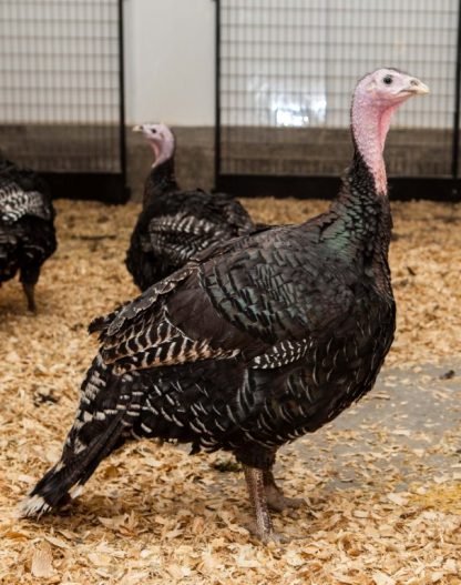 Broad Breasted Bronze Turkey Hens