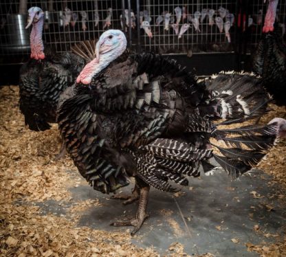 Broad Breasted Bronze Tom Turkeys