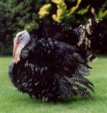 Broad Breasted Bronze Tom Turkey