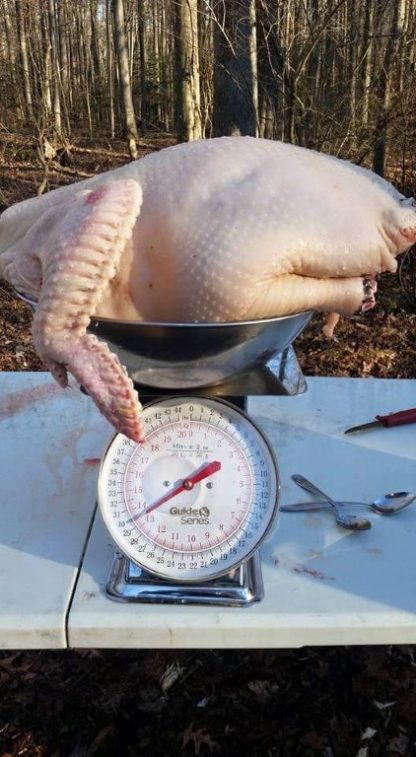 Broad Breasted Bronze Turkey-5502