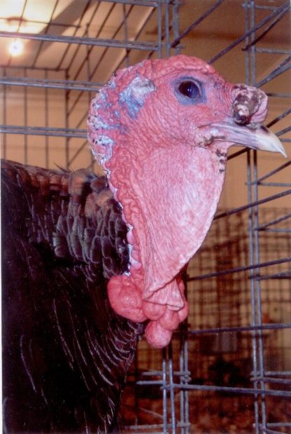 Head shot of Bronze Broad Breasted Turkey Gobbler