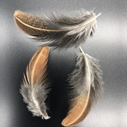 Brown Leghorn Feathers