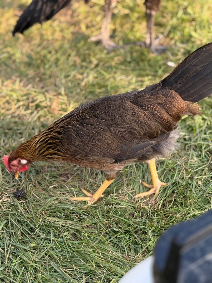 Brown Leghorn Chicken - Image 44