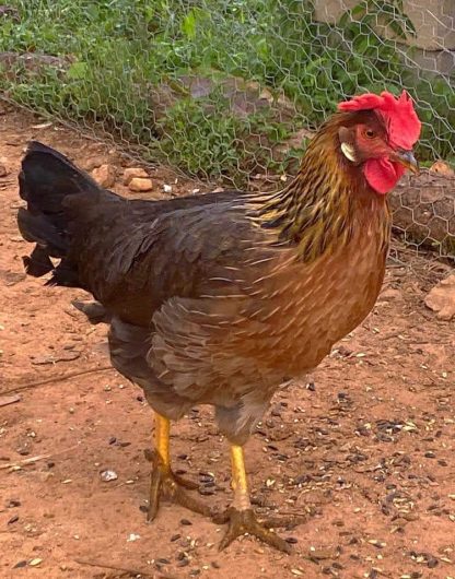 Brown Leghorn Chicken